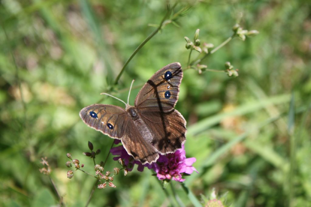 Nymphalidae Satyrinae